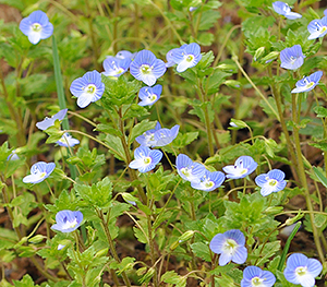 Veronica persica