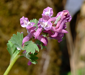 Corydalis solida