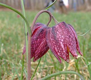 Fritillaria meleagris 2