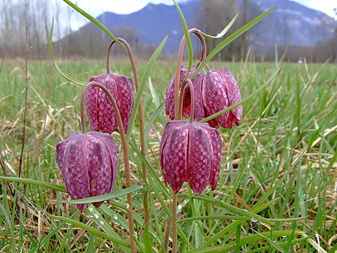 Fritillaria meleagris