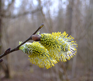 Salix caprea