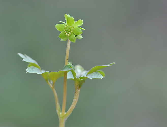 Adoxa moschatellina