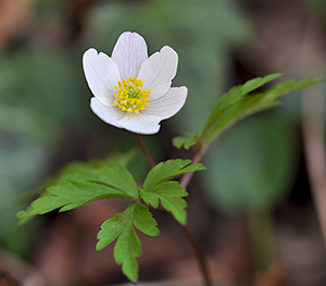 Anemone nemorosa