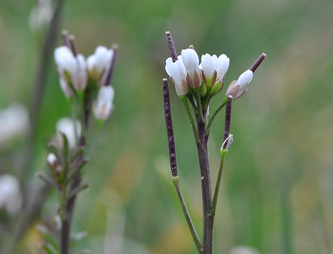 Cardamine hirsuta