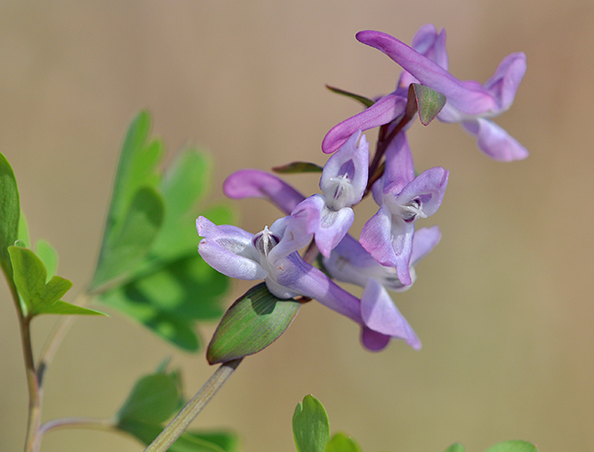 Corydalis cava