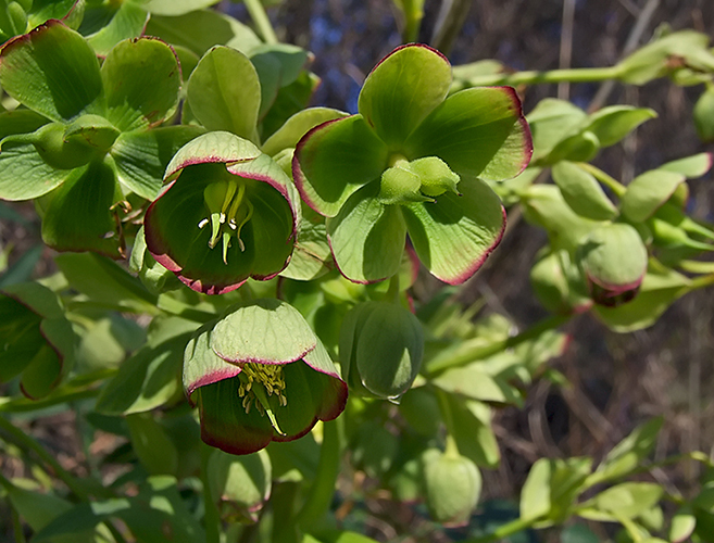 Helleborus foetidus