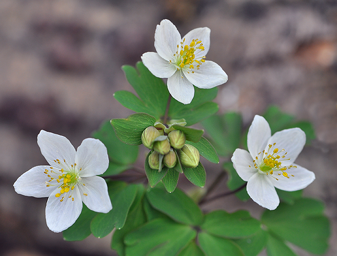 Isopyrum thalictroides