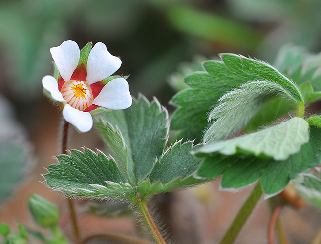 Potentilla micrantha