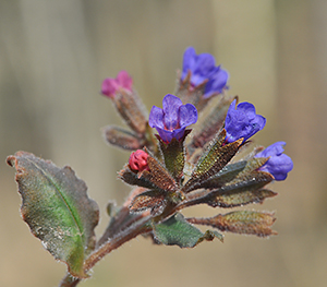 Pulmonaria mollis