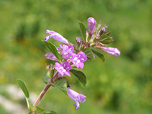 Acinos alpinus