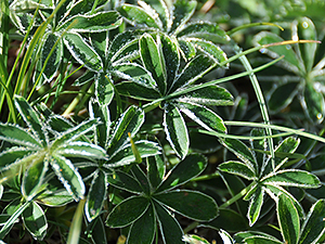 Alchemilla alpina