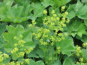 Alchemilla vulgaris