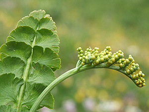 Botrichium lunaria