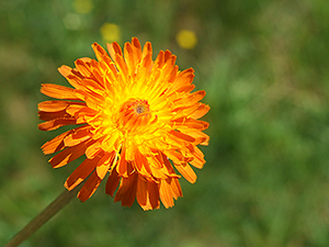 Crepis aurea