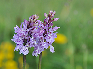 Dactylorhiza maculata