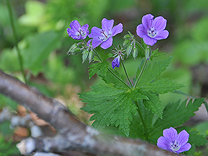 Geranium sylvaticum