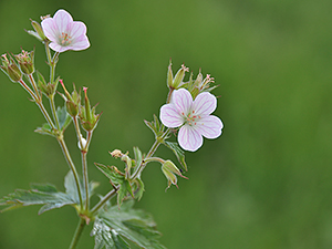 Geranium sylvaticum