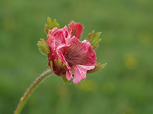 Geum rivale