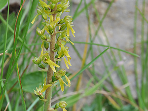 Listera ovata