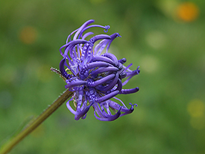 Phyteuma orbiculare