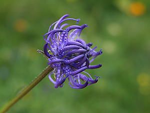 Phyteuma orbiculare