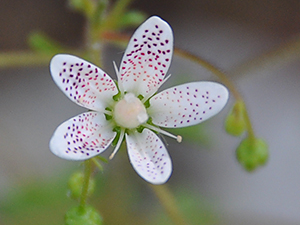 Saxifraga rotundifolia