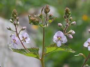 Veronica urticifolia