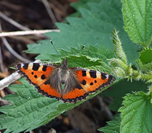 Aglais urticae