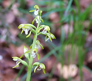 Corallorhiza trifida