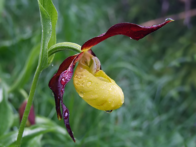 Cypripedium calceolus