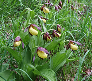 Cypripedium calceolus