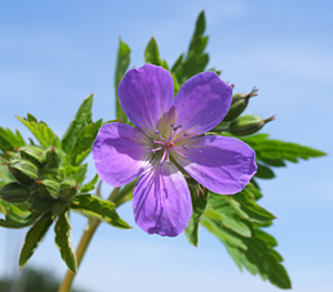 Geranium sylvaticum