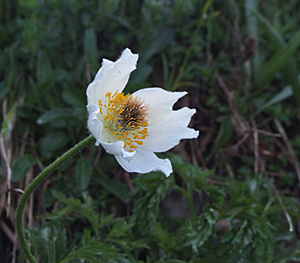 Pulsatilla alpina