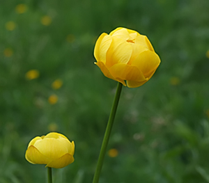 Trollius europaeus