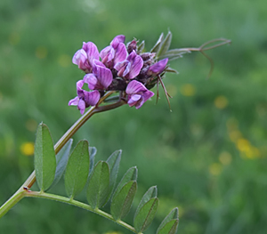 Vicia sepium