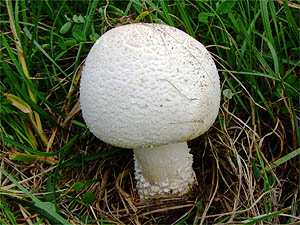 Agaricus macrosporus