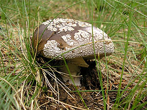 Amanita spissa