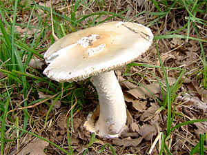 Amanita lividopallescens