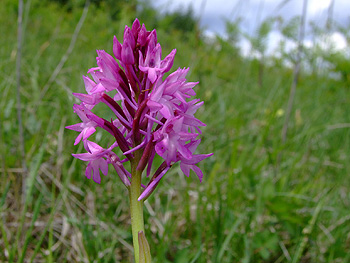 Anacamptis_pyramidalis