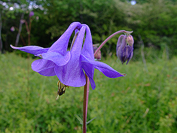 Aquilegia_vulgaris