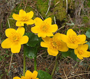 Caltha palustris detail