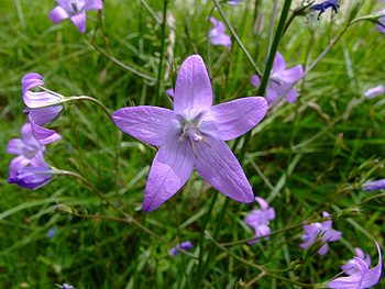 Campanula_rapunculus