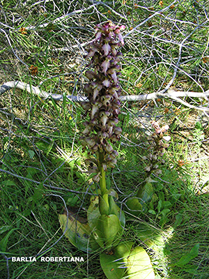 Barlia robertiana