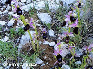 Ophrys aurelia