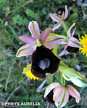 Ophrys aurelia