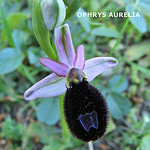 Ophrys aurelia