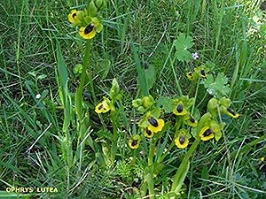 Ophrys lutea