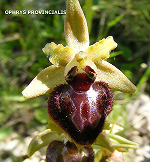 Ophrys provincialis