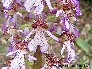 Orchis purpurea