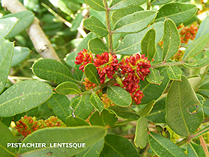 Pistachia lentiscus